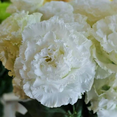 Lisianthus Seeds-Voyage 2 White