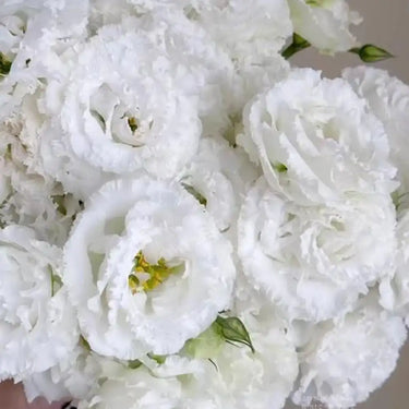 Semillas de lisianthus - Voyage 2 White