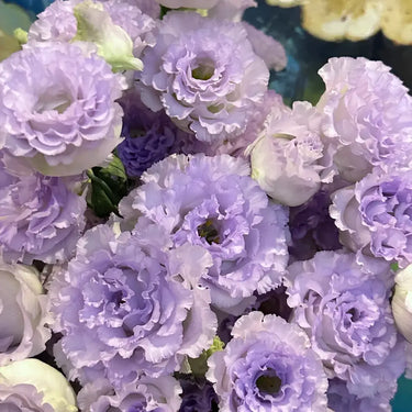 Lisianthus Seeds - Rosita II Lavender