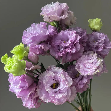 Lisianthus Seeds - Rosita II Lavender