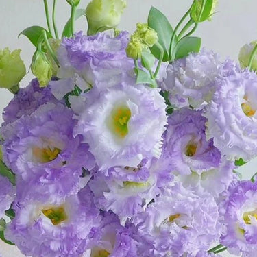 Lisianthus Seeds - Smoky Purple Lisianthus