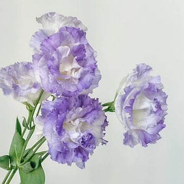 Lisianthus Seeds – Lavender Cream