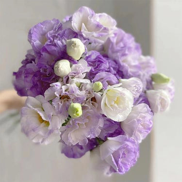 Lisianthus Seeds – Lavender Cream
