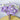 Lisianthus Seeds – Lavender Cream