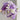 Lisianthus Seeds – Lavender Cream