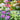 Lisianthus Seeds – Pink Purple Red Romance