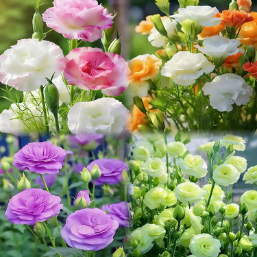 Lisianthus Seeds – Pink Purple Red Romance