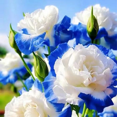 Lisianthus Seeds – Sapphire Sky