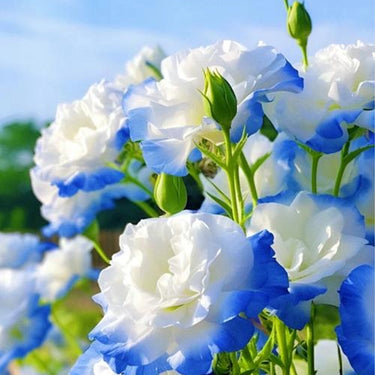 Lisianthus Seeds – Sapphire Sky