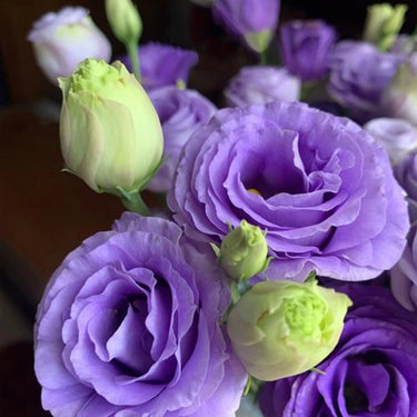 Lisianthus Seeds – Violet Noir