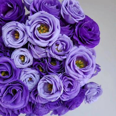 Lisianthus Seeds – Violet Noir