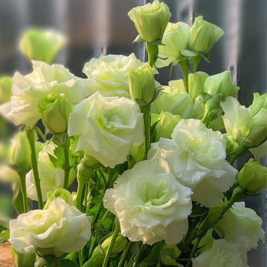 Lisianthus Seeds – White Swan