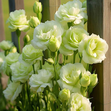 Lisianthus Seeds – White Swan