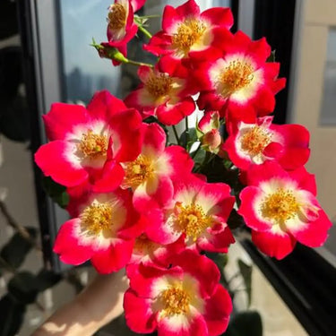 Little Painter Rose Seeds