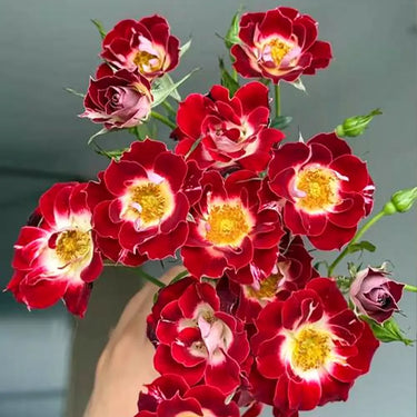 Little Painter Rose Seeds