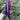 Long Purple Eggplants Aubergine Seeds Chinese Eggplants Vegetable