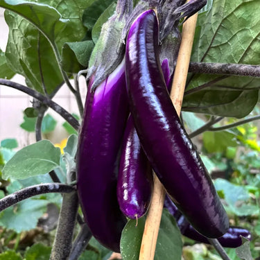 Long Purple Eggplants Aubergine Seeds Chinese Eggplants Vegetable
