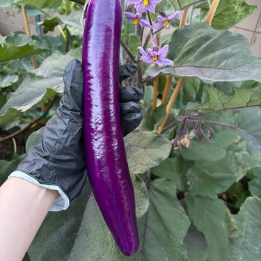 Long Purple Eggplants Aubergine Seeds Chinese Eggplants Vegetable
