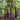 Long Purple Eggplants Aubergine Seeds Chinese Eggplants Vegetable