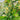 Lonicera, Scentsation
