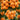 Clusters of ripe orange loquats on leafy branches