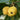 Yellow loquat fruits among long green leaves
