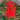 Lychnis chalcedonica