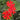 Lychnis chalcedonica