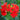Lychnis chalcedonica