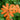 Lychnis cognata
