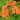 Lychnis cognata