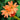 Lychnis cognata