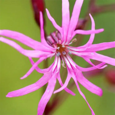 Lychnis Flos-Cuculi