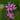 Lychnis flos-cuculi
