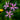 Lychnis flos-cuculi
