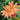 Lychnis fulgens