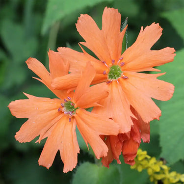 Lychnis Fulgens
