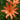 Lychnis fulgens