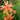 Lychnis fulgens