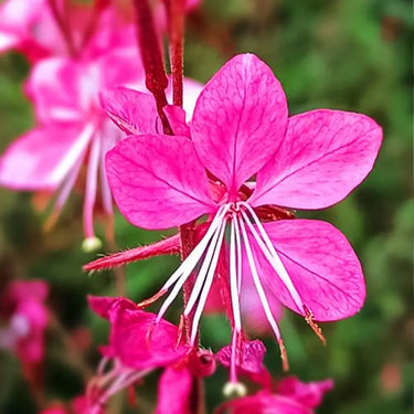 Magenta Gaura Seeds