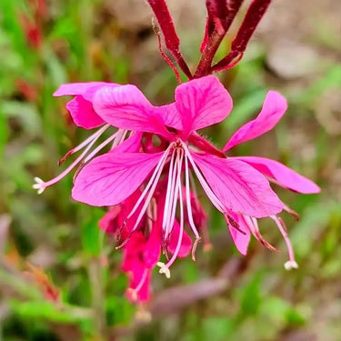 Magenta Gaura Seeds