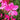 Magenta Gaura Seeds