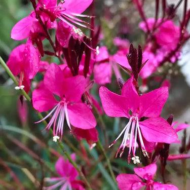 Magenta Gaura Seeds