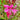 Magenta Gaura Seeds