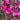 Magenta Gaura Seeds