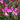 Magenta Gaura Seeds