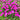 Maiden Pink Seeds