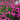 Maiden Pink Seeds