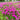Maiden Pink Seeds