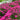 Maiden Pink Seeds